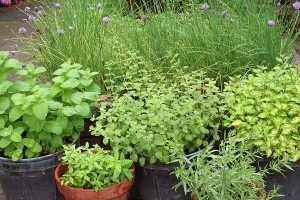 Herbs-in-containers